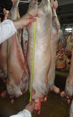 Mesure de carcasse en abattoir - Source OVI-TEST