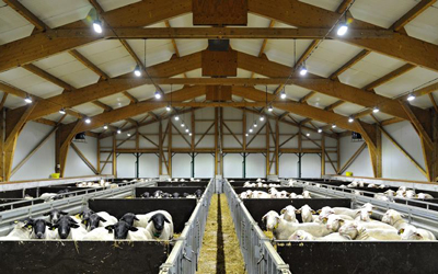 Activité ovins viande Activité ovins viande